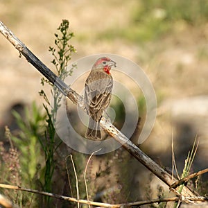 Adult male house finch in Mexico