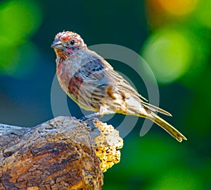 Adult Male Housefinch on a Limb