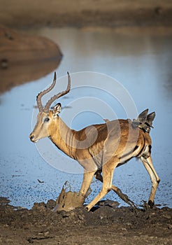 Adult male impala standing in mud at the edge of water in Kruger Park in South Africa