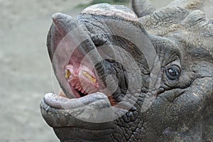 Adult male Indian rhinoceros close-up head with removed single horn opening its mouth baring teeth