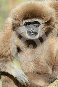 Adult Male Lar Gibbon photo