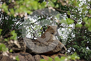 Adult male leopard sitting on a rock