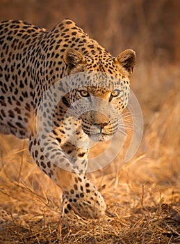 Adult male Leopard stalking looking at camera Kruger Park South Africa