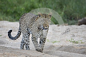 Adult male leopard walking in sandy riverbed in Kruger Park in South Africa