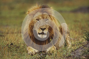 Adult male lion