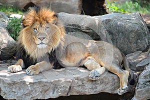 Adult Male Lion photo