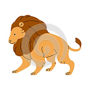 Adult male lion. King of beasts standing. Wild savannah animal, big cat with furry mane. African predator walking