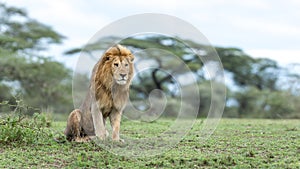 Adult Male Lion in the Ndutu Area of Tanzania