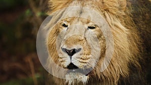 Adult Male Lion, Portrait in Captivity in Zoo, Slow Motion