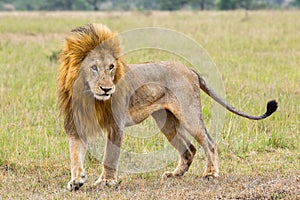 Adult Male Lion In Prime of Life