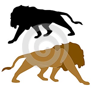Adult male lion realistic color black