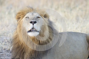 Adult male lion roaring