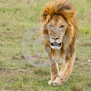 Adult Male Lion Running