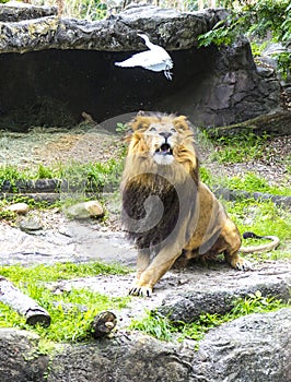 Stalking Lion and the Egret