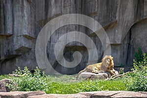 Adult Male Lion sunning on a Rock Milwaukee County Zoo, Wisconsin