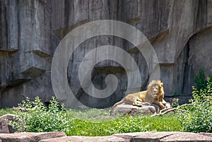 Adult Male Lion sunning on a Rock Milwaukee County Zoo, Wisconsin photo