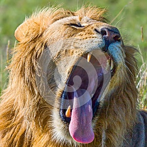 Adult Male Lion Yawning