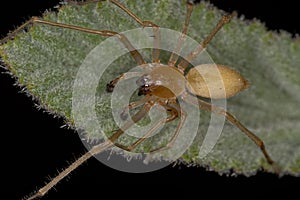 Adult Male Longlegged Sac Spider