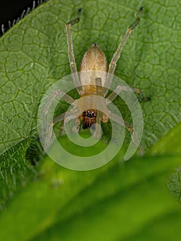 Adult Male Longlegged Sac Spider