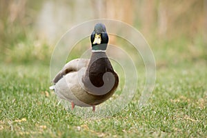 Adult male mallard duck