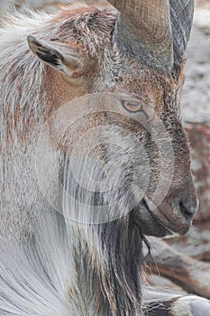 Adult male Markhor, Capra falconeri