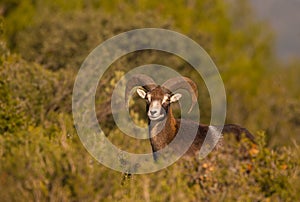 Adult male Mouflon