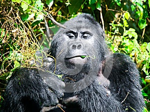 Adult male mountain gorilla - silverback - eating green leafs. Bwindi Impenetrable Forest, Uganda, Africa