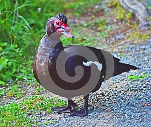 Adult Male Muscovy Duck Cairina moschata