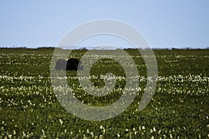 Adult male Musk Ox