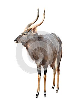 Nyala isolated on white background photo