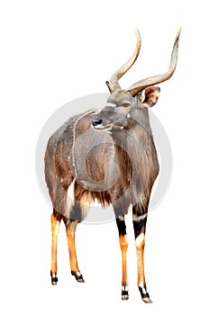 Nyala isolated on white background photo