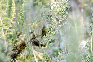 An Adult Male Orange-crowned Warbler Vermivora celata Searching for Insects in Migration