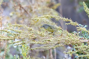 An Adult Male Orange-crowned Warbler Vermivora celata Searching for Insects in Migration