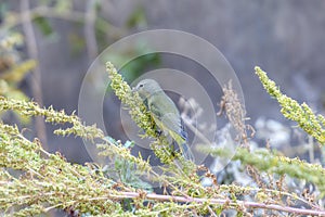 An Adult Male Orange-crowned Warbler Vermivora celata Searching for Insects in Migration