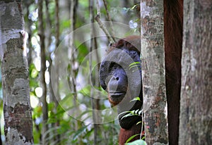 The adult male of the Orangutan.