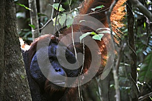 The adult male of the Orangutan.