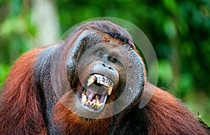 The adult male of the Orangutan. The orangutan yawns, widely having opened a mouth and showing canines.