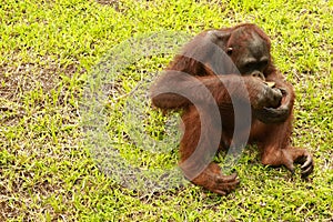 Adult male Orangutan sitting on the grass. Copy space for your text. Cute orangutan or pongo pygmaeus is the only asian