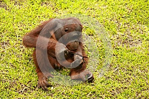 Adult male Orangutan sitting on the grass. Copy space for your text. Cute orangutan or pongo pygmaeus is the only asian