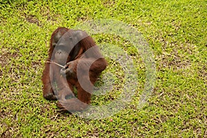 Adult male Orangutan sitting on the grass. Copy space for your text. Cute orangutan or pongo pygmaeus is the only asian