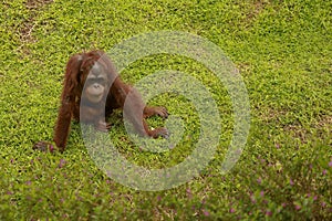 Adult male Orangutan sitting on the grass. Copy space for your text. Cute orangutan or pongo pygmaeus is the only asian