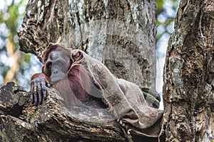 The adult male of the Orangutan in the wild nature. Island Borne