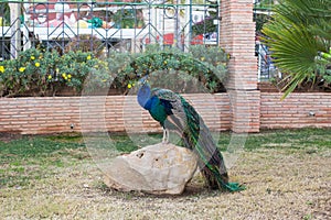 Adult male peacock with colorful and vibrant feathers, vivid blue body and green neon colored tail closed