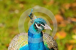 Adult male peacock displaying colorful feathers