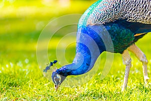 Adult Male Peacock in a summer garden