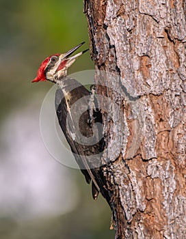 Adult male Pileated Woodpecker Dryocopus pileatus excavating into rotten wood