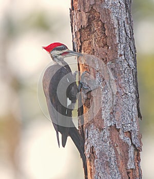 Adult male Pileated Woodpecker Dryocopus pileatus excavating into rotten wood of long leaf pine tree