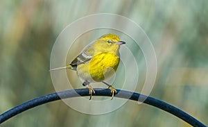 Adult male pine warbler - Setophaga pinus -in bright lemon yellow breeding colors, perched on top of bird feeder bar