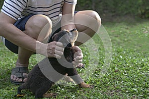 Adult male playing with puppy dog in the garden