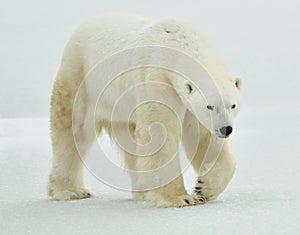 The adult male polar bear (Ursus maritimus) walking on snow.